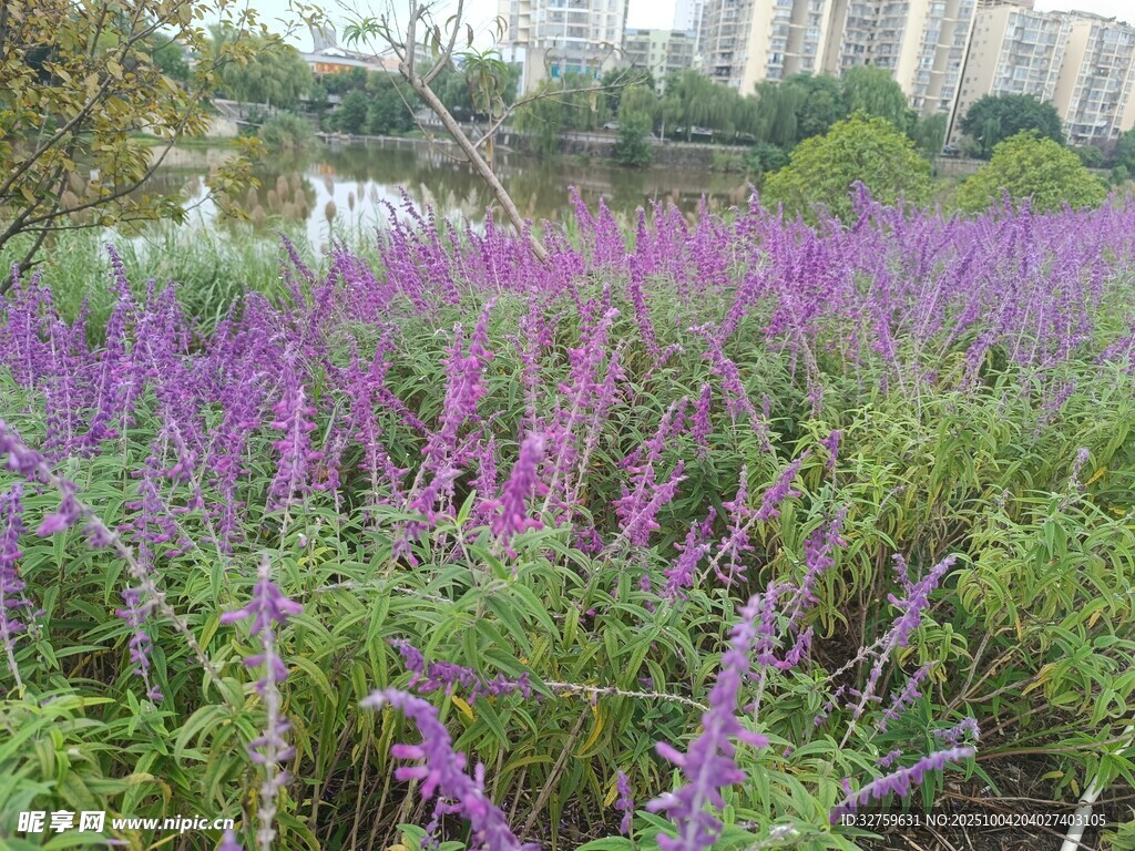 紫色花海