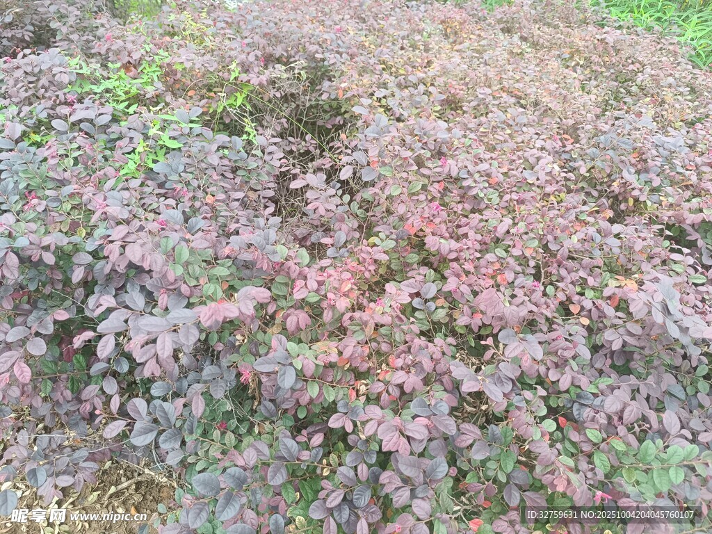 多彩斑斕的地面植物景觀