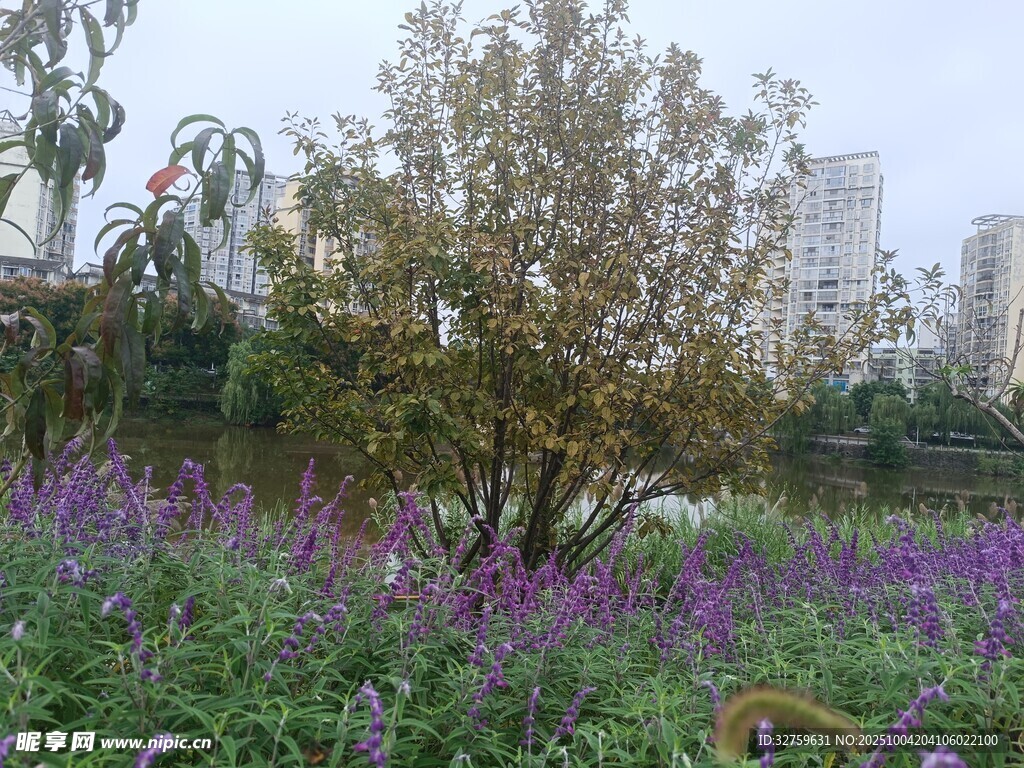城市中綻放的紫色花卉景觀