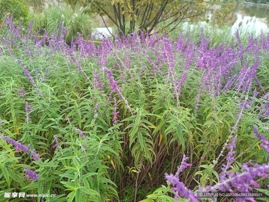 紫色花叢中的美麗景致
