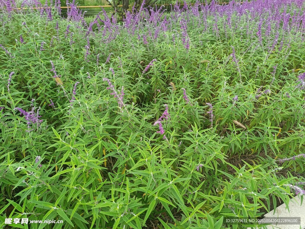 紫色花海中的綠色植物