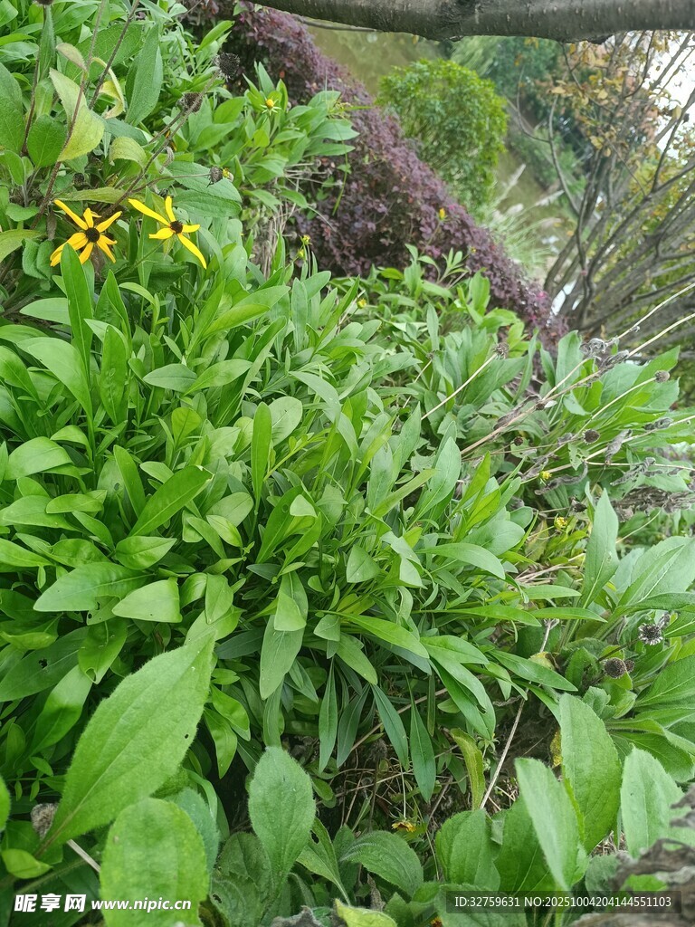繁茂綠植中的黃色小花