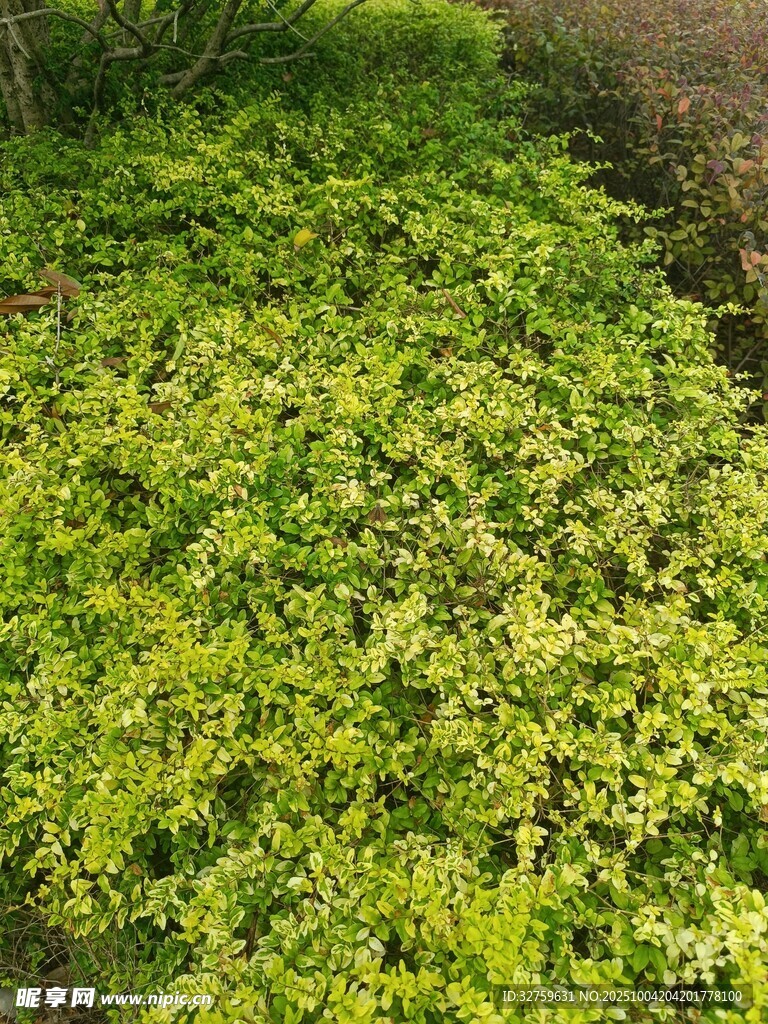 翠綠繁茂的地面植物景觀