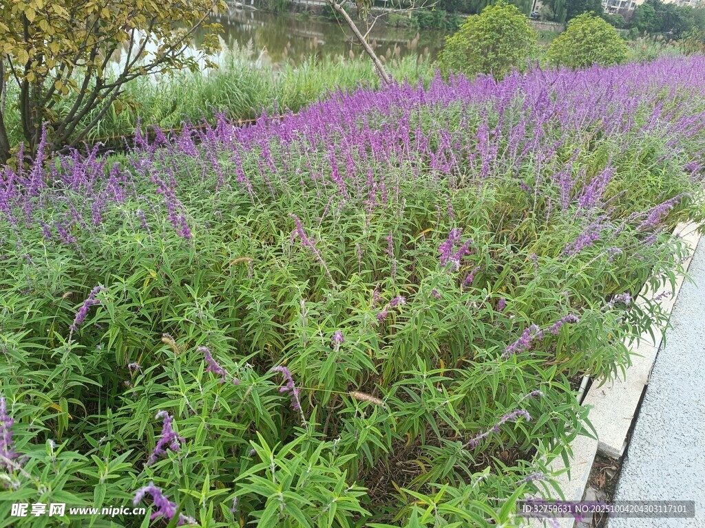 紫色花田