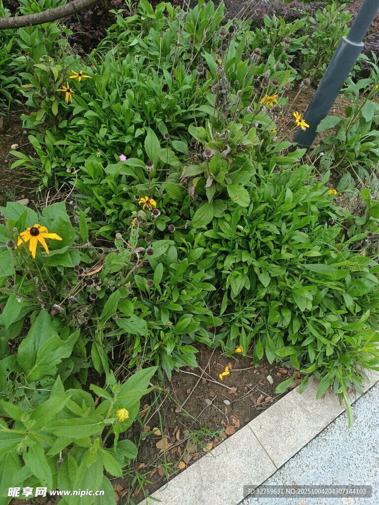 花園中的綠植與黃色小花