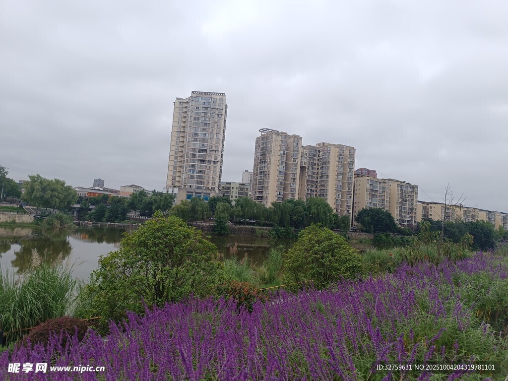 城市河畔的紫色花海景觀