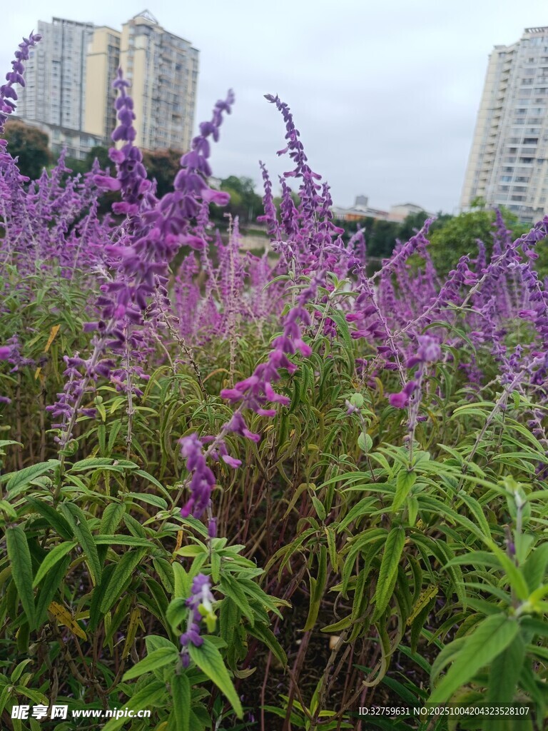 城市中綻放的紫色花卉景觀