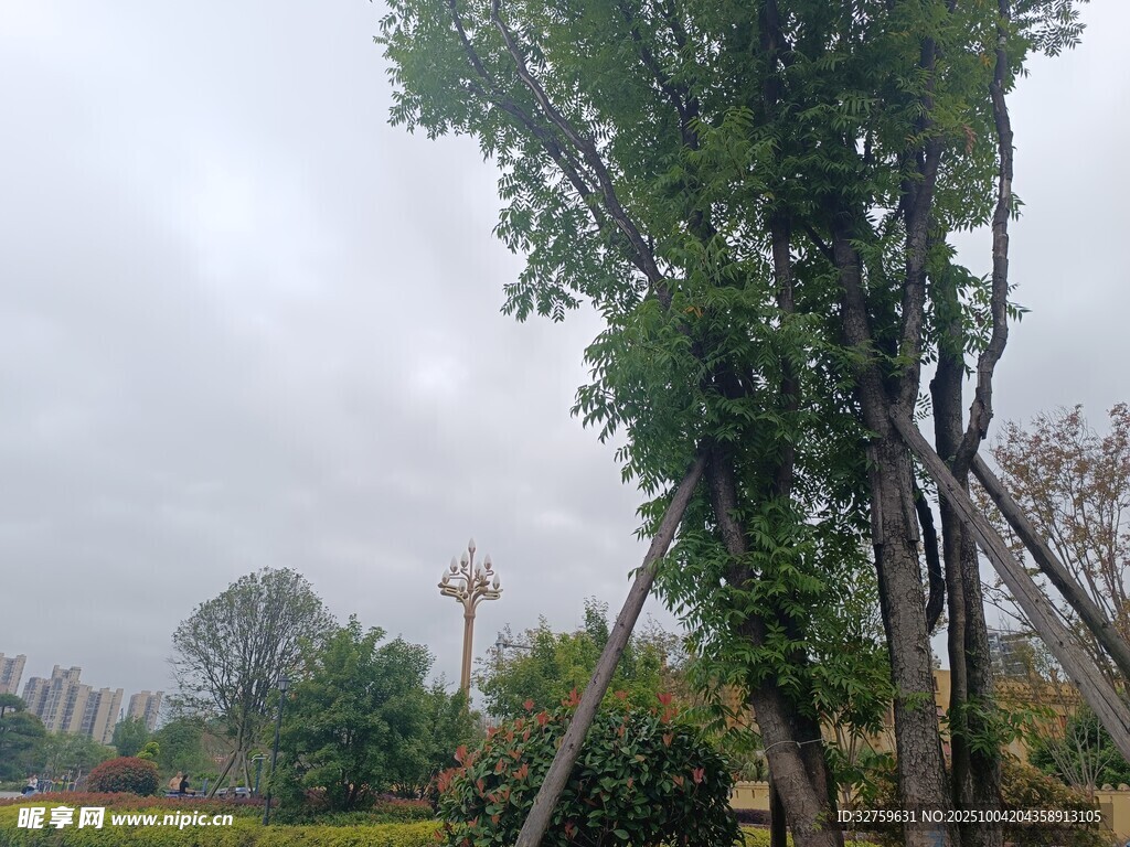 雨中園林樹木景觀