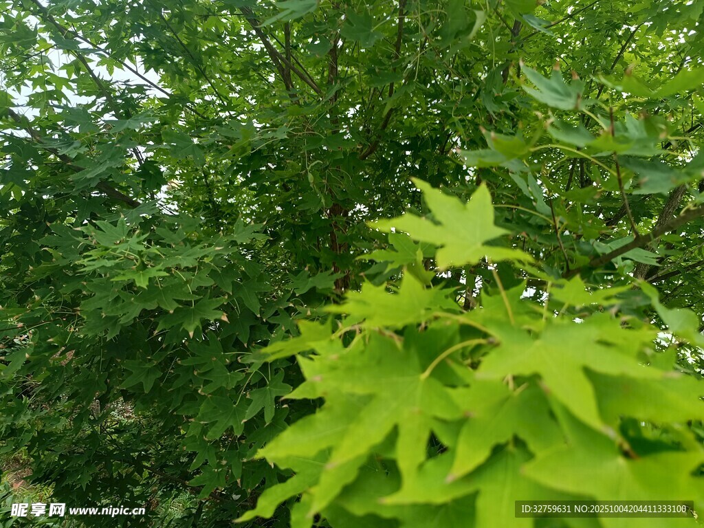 翠綠楓葉