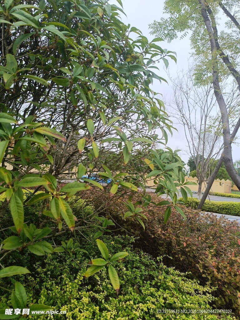 綠意盎然的戶外植物景觀