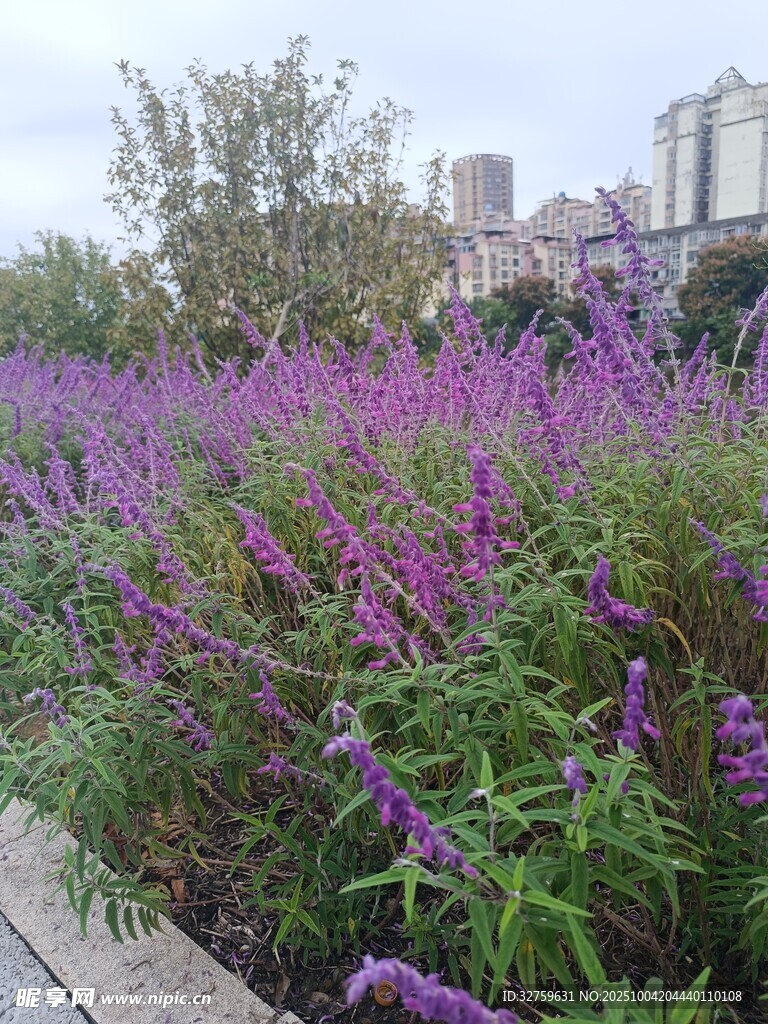 紫色花卉景觀