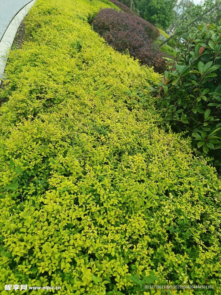 翠綠繁茂的多彩植物景觀