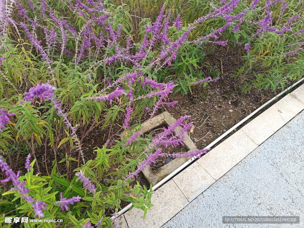 路邊紫色花卉景觀