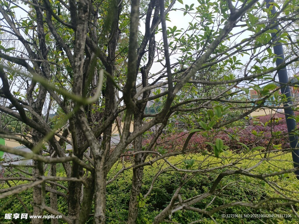 戶外繁茂樹(shù)木與綠植景觀