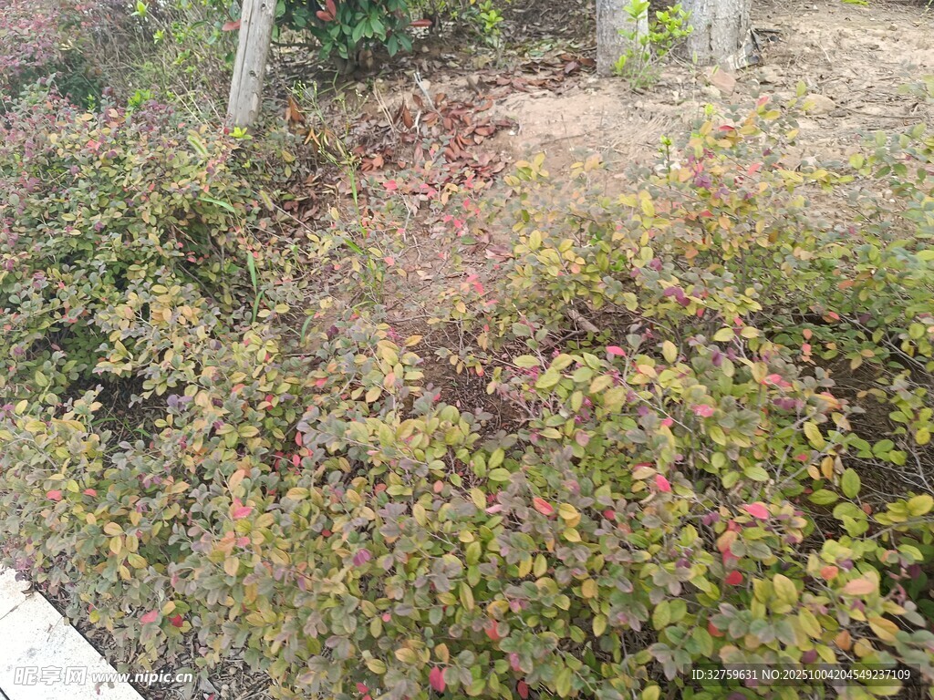 路邊多彩灌木叢景觀
