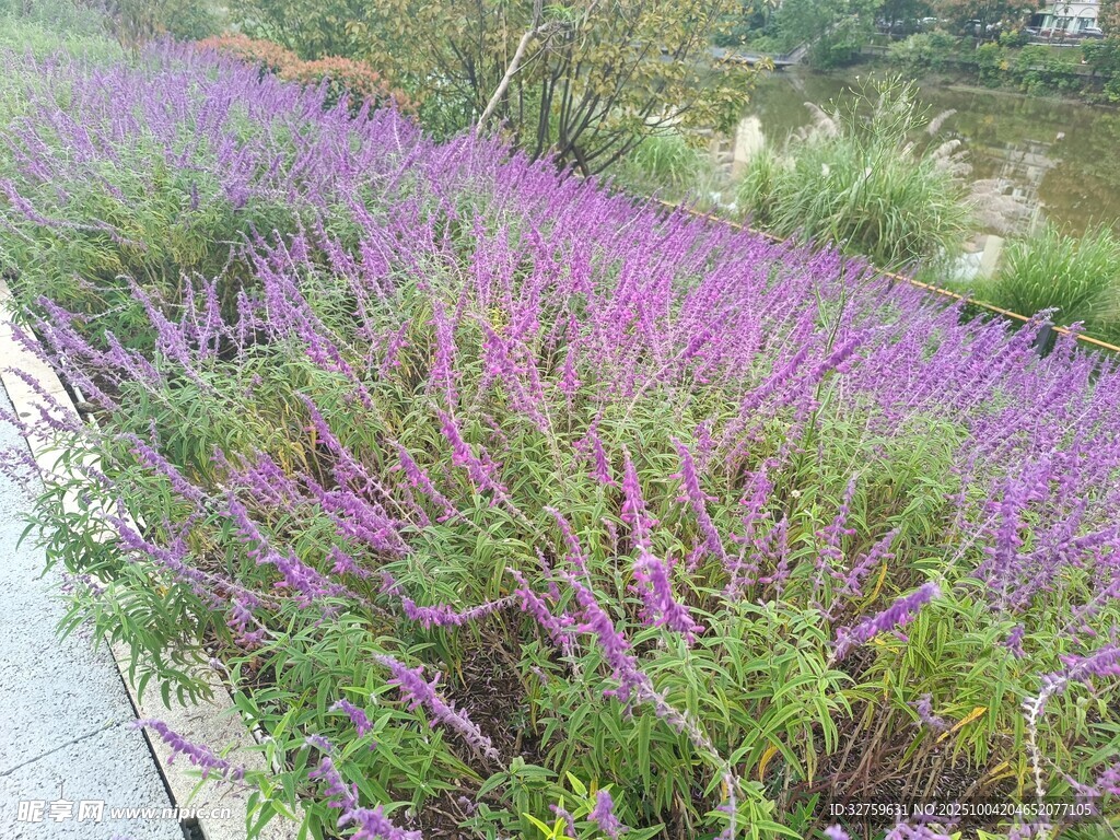 紫色花叢沿河岸綻放