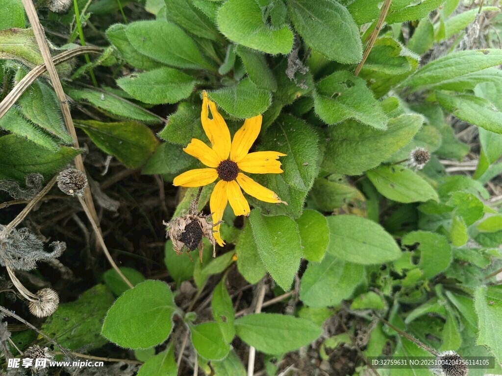 綠葉間的黃色黑心菊
