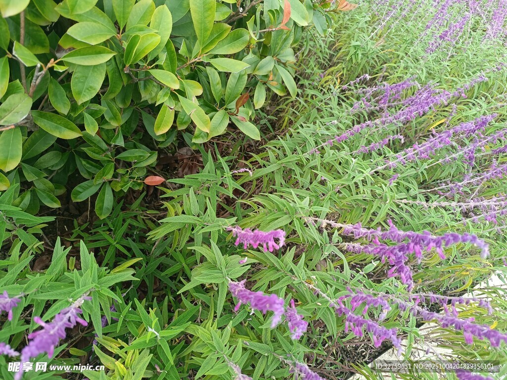 紫色花卉與綠葉景觀