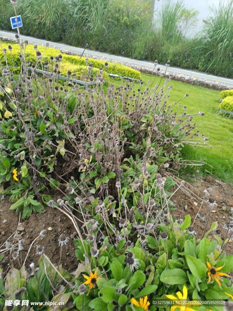 路邊多彩花卉景觀