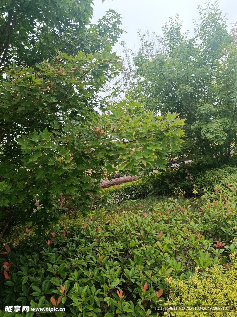 林間繁茂綠植景觀