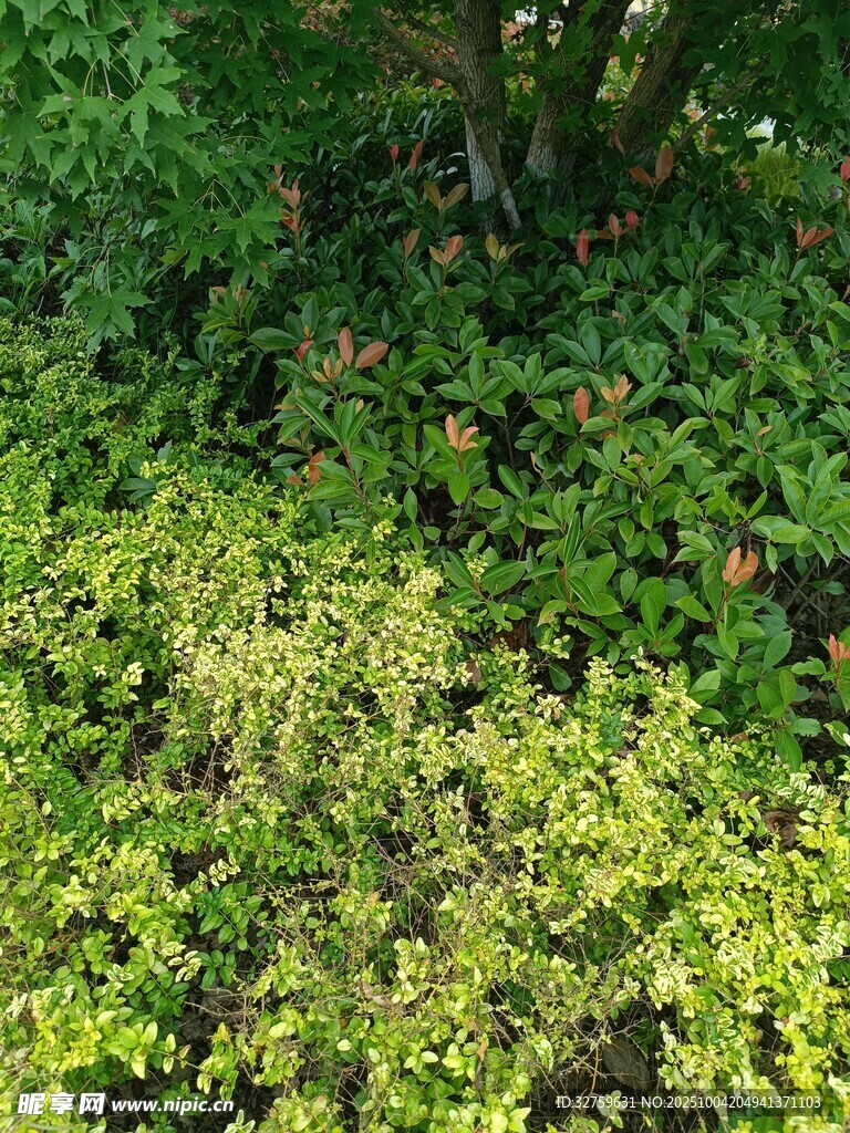 陽(yáng)光下的翠綠植物群落