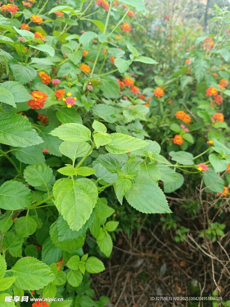 綠葉間的橙紅小花