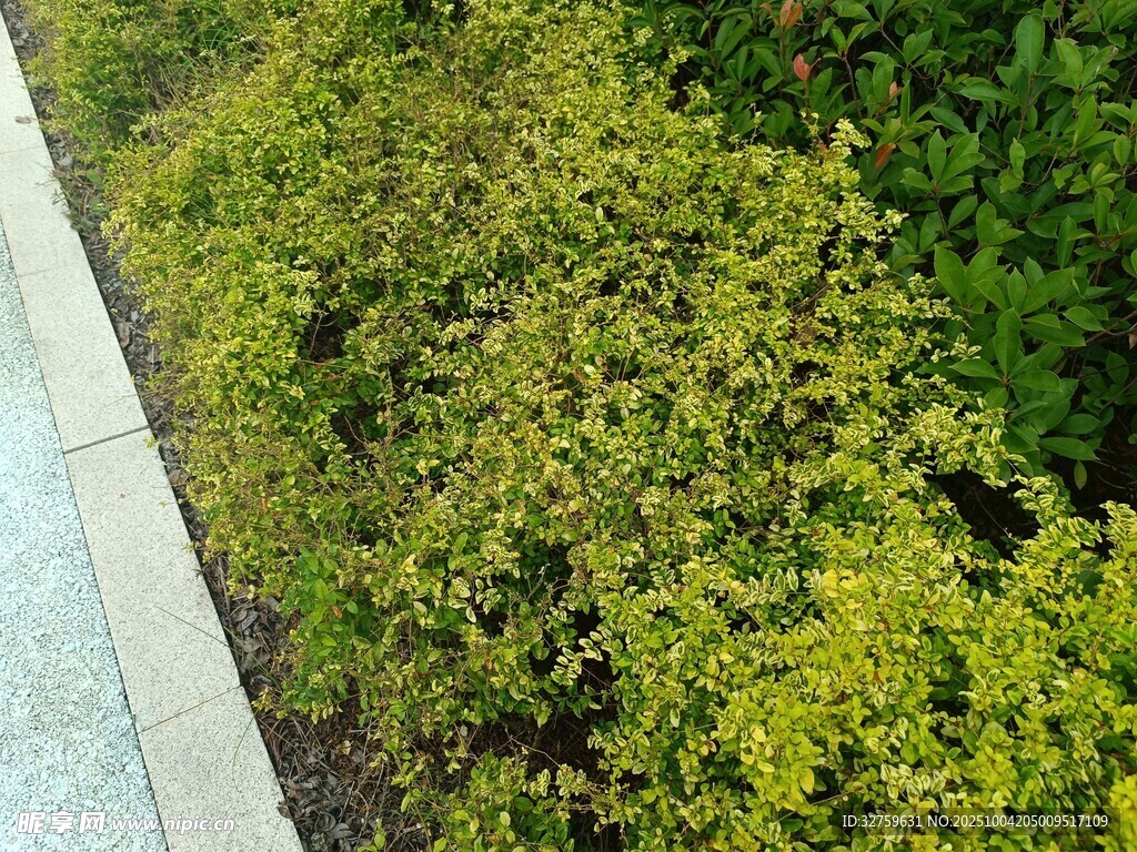 路邊翠綠灌木叢