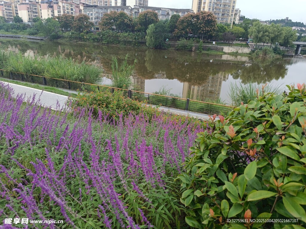 河畔紫色花卉與綠植景觀