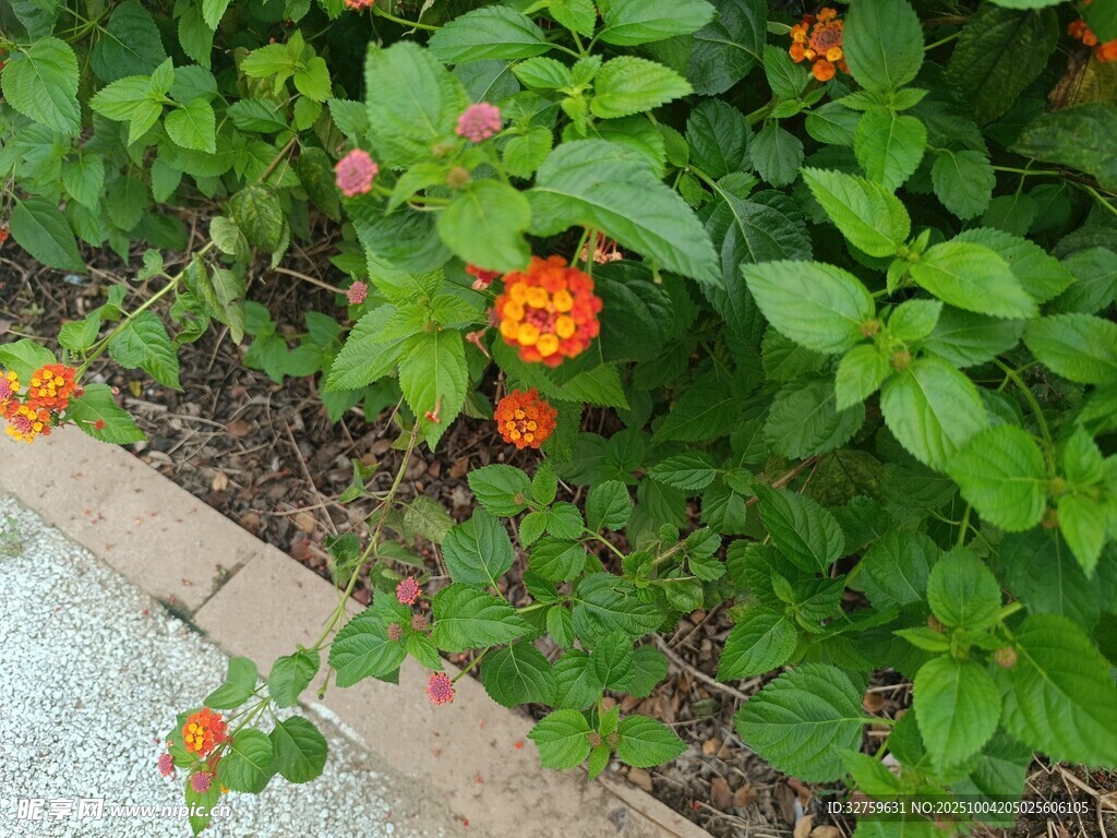 綠葉間綻放的鮮艷小花