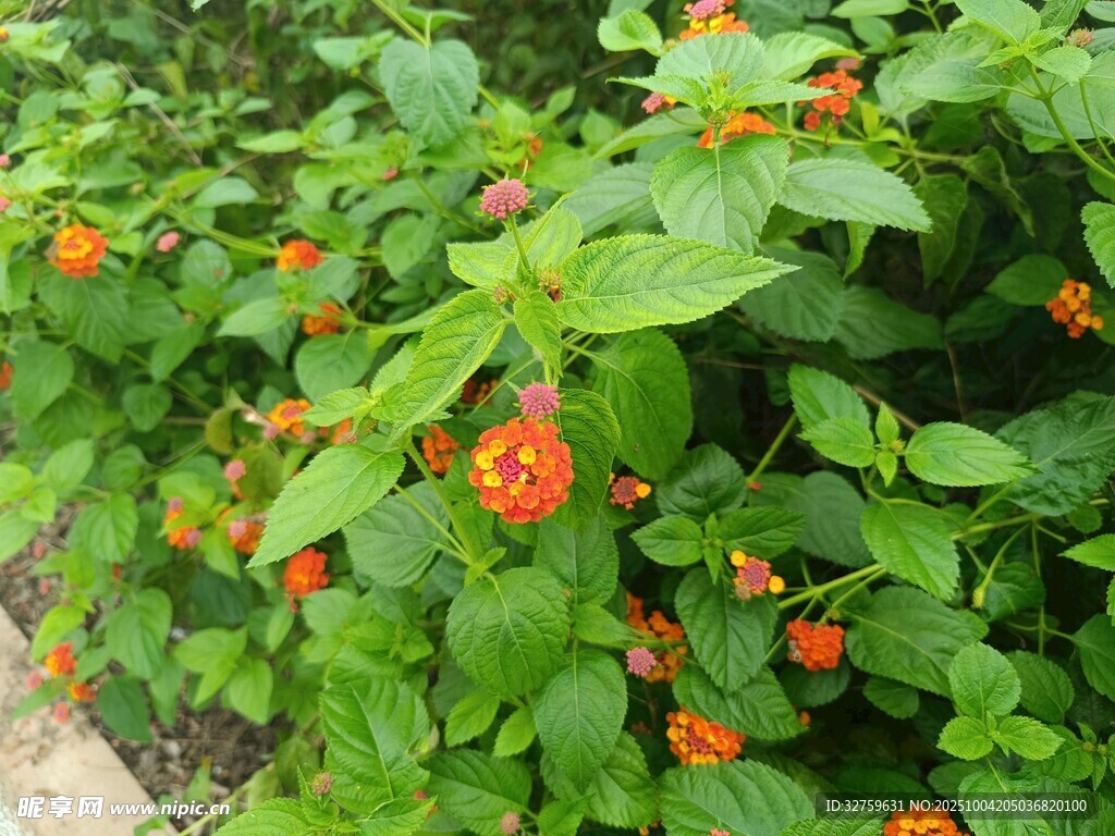 綠葉間的橙紅色小花