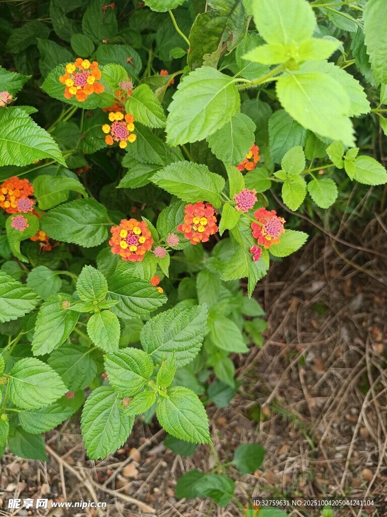 綠葉叢中的橙紅色小花