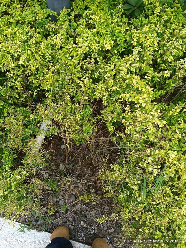 翠綠繁茂的地面綠植景觀