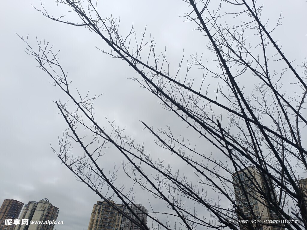 冬日枯樹與遠處高樓
