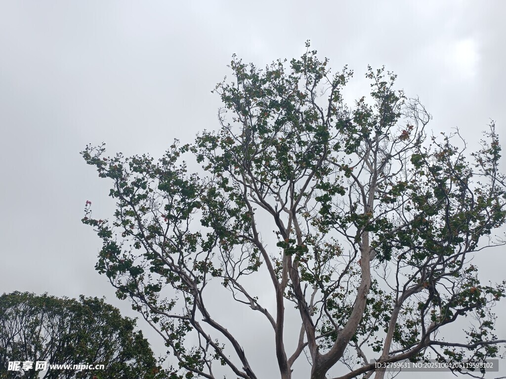 枝頭綠意 