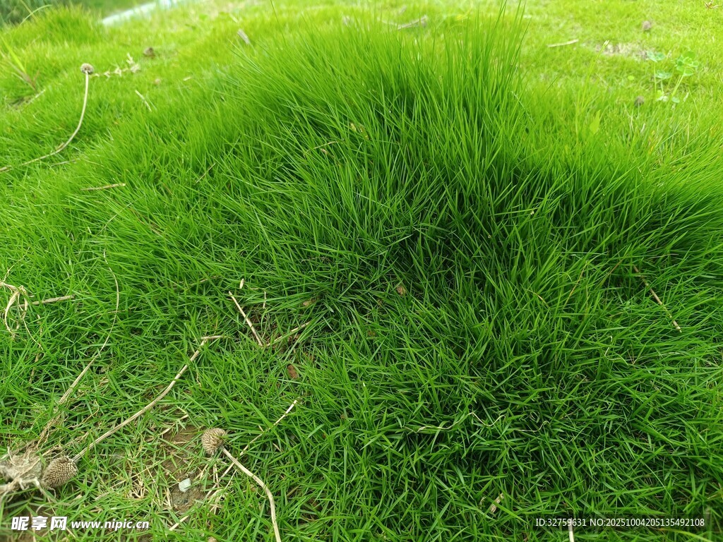 翠綠草地生機盎然