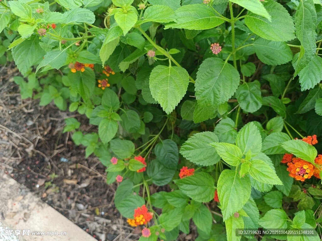 綠葉間的橙紅色小花