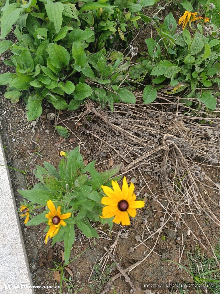 路邊綻放的美麗小黃花