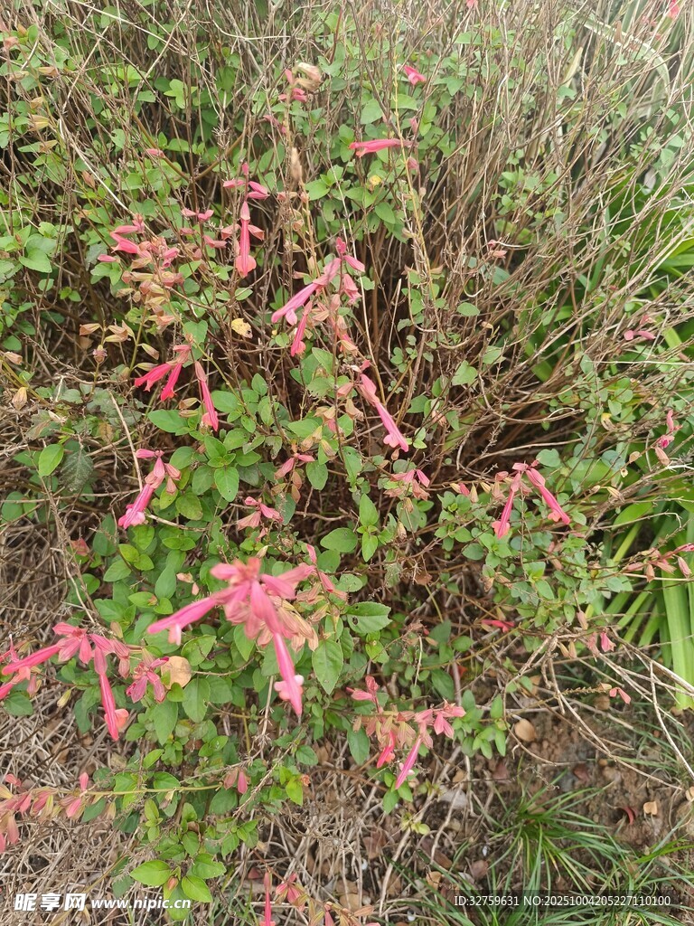 野外粉色植物景觀
