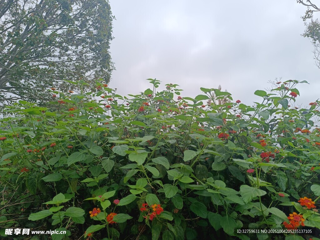 綠葉叢中點(diǎn)點(diǎn)紅花