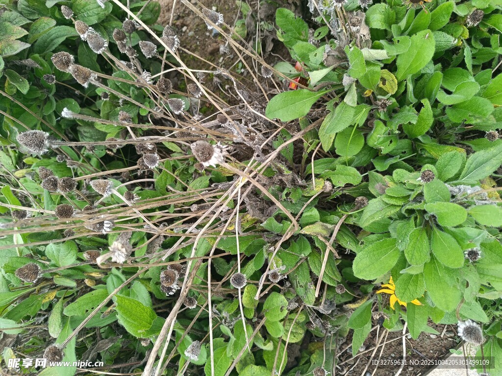 草叢中的鳥(niǎo)巢