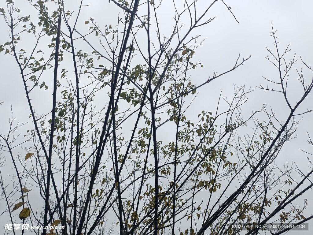 冬日枯樹枝丫景象