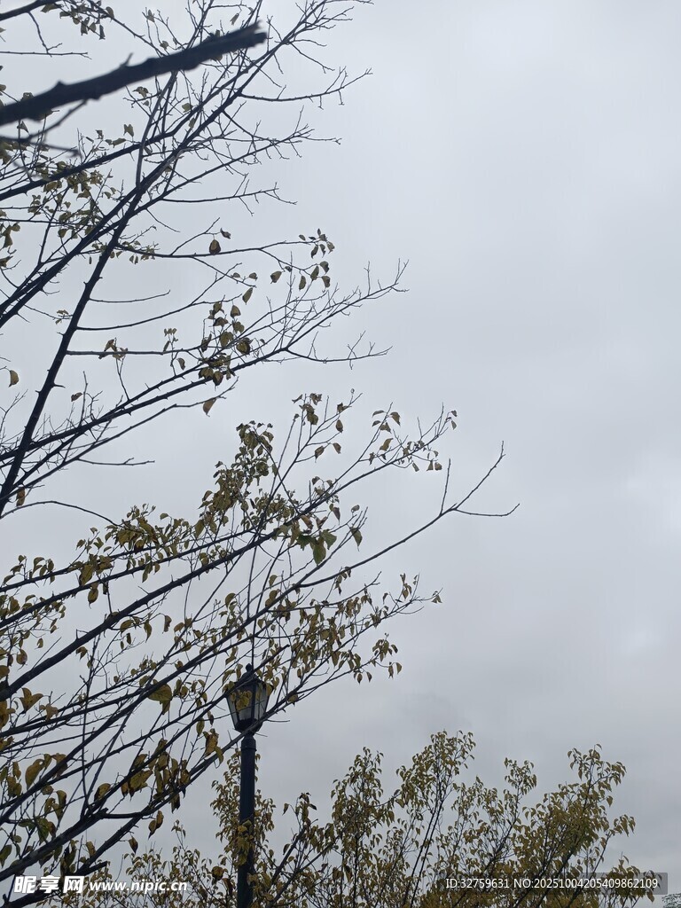 陰天樹枝景象