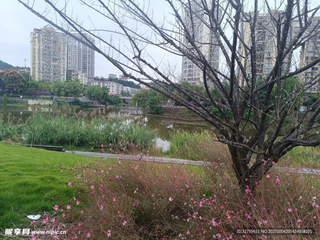 城市公園中的樹木景觀