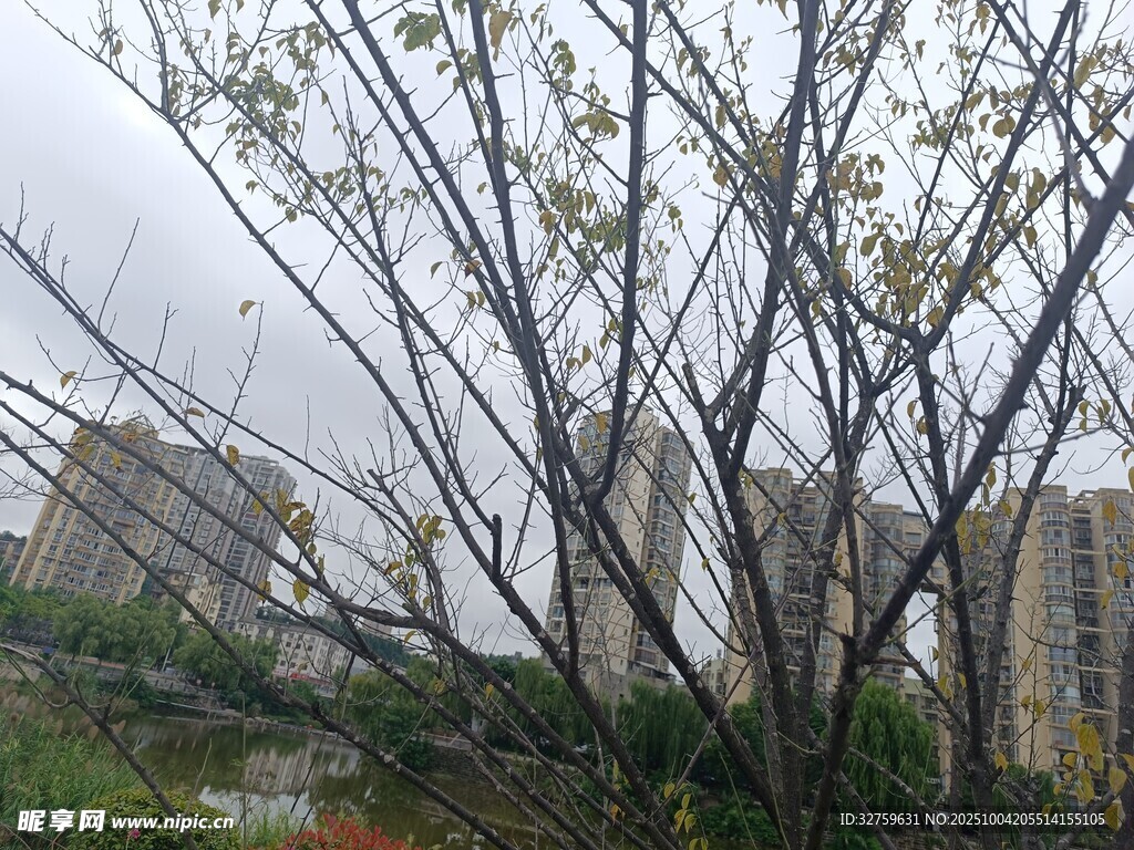 雨中光禿樹(shù)木與遠(yuǎn)處建筑