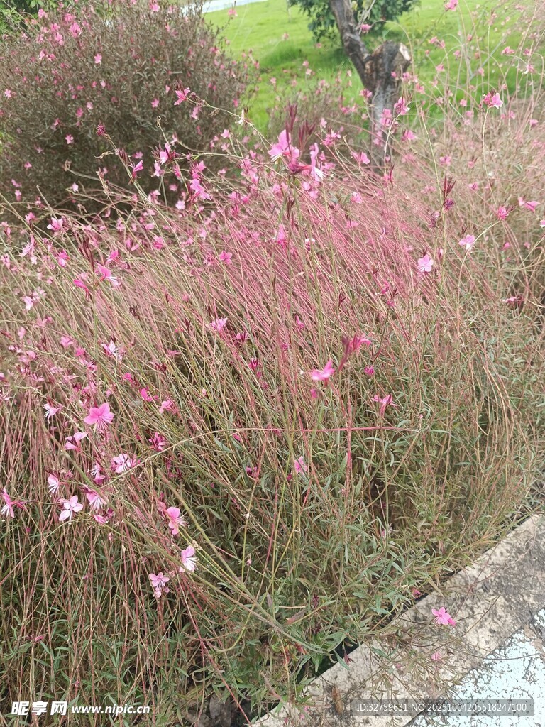粉色小花裝點(diǎn)的路邊景致