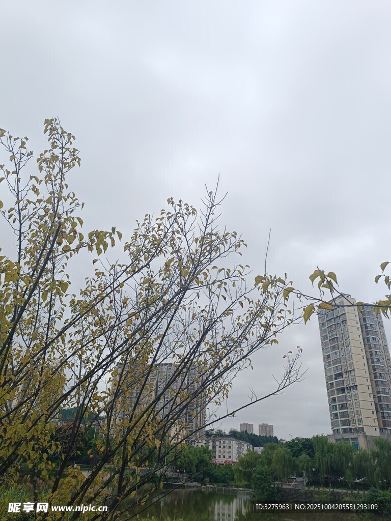 城市中的樹木與高樓景觀