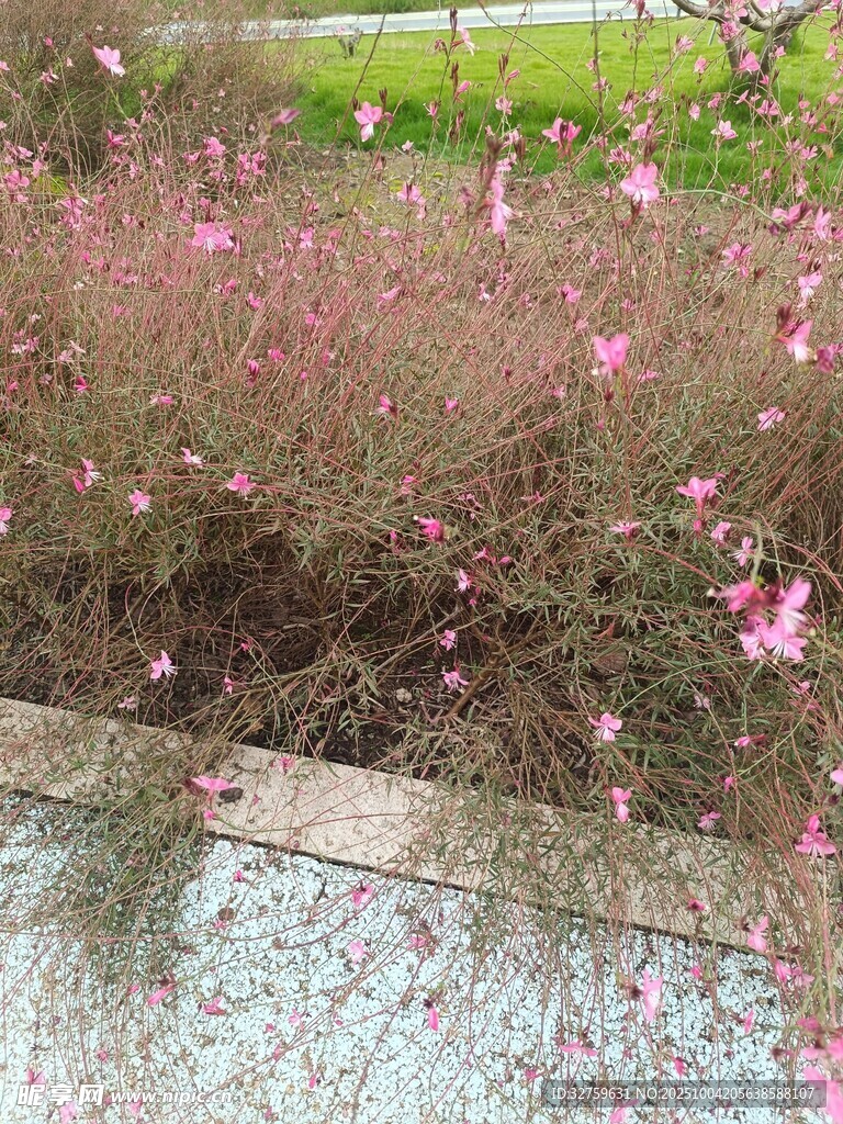 粉色花卉綻放于綠植間