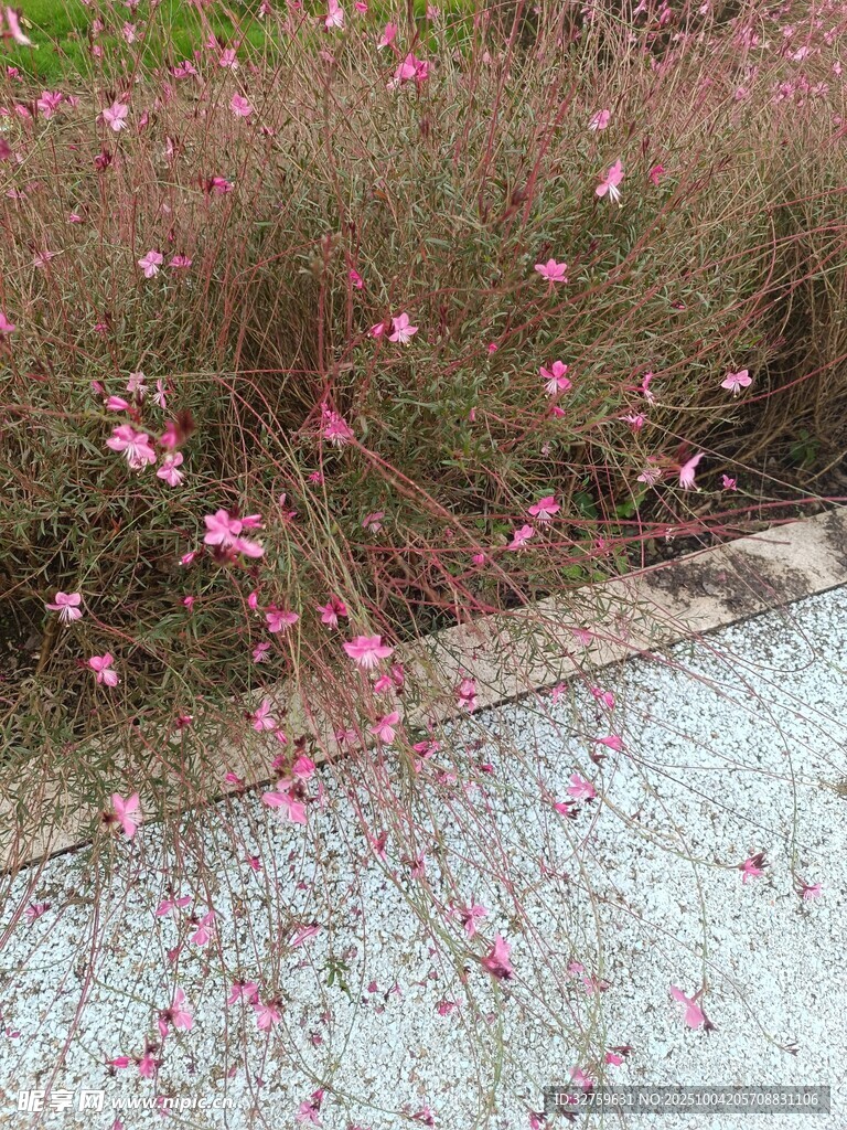 路邊綻放的粉色美麗小花