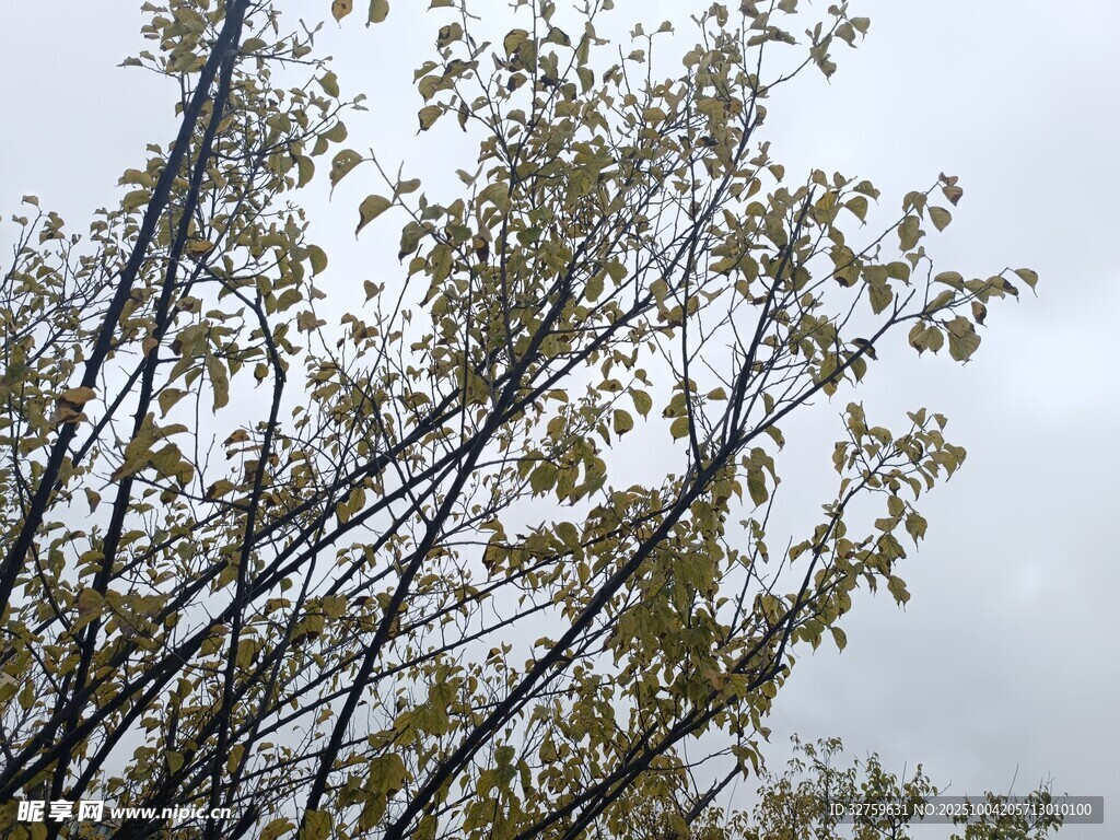 秋日樹枝 