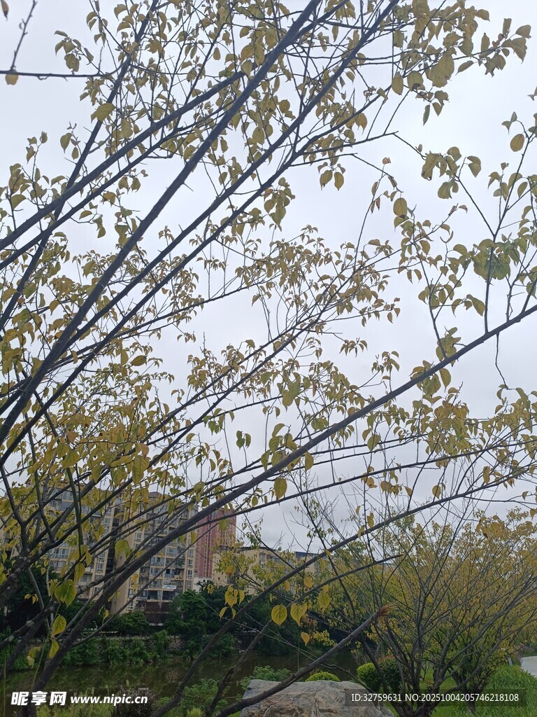 樹枝低垂的秋日景象